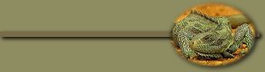 iguana2bar.jpg (3971 bytes)